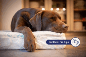 Why Is My Dog Peeing in Their Sleep? 