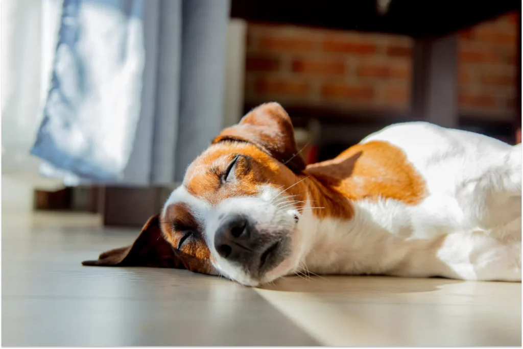 Dog sleeping on the kitchen floor in the sun