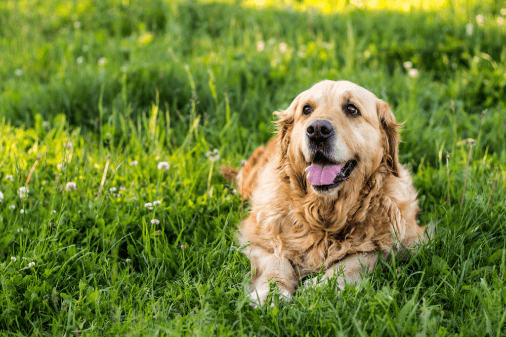 Old dog that needs end of life care laying in a field