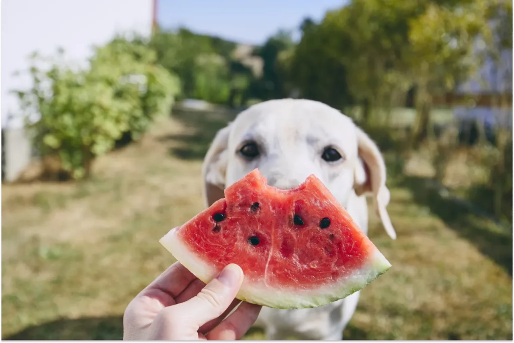 Person holding a watermelon slice up to a dog to eat