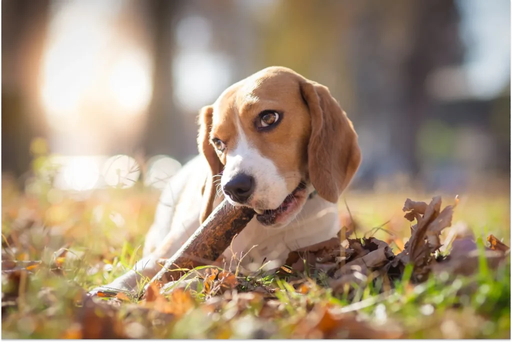 Is It Okay for Dogs To Chew on Sticks?