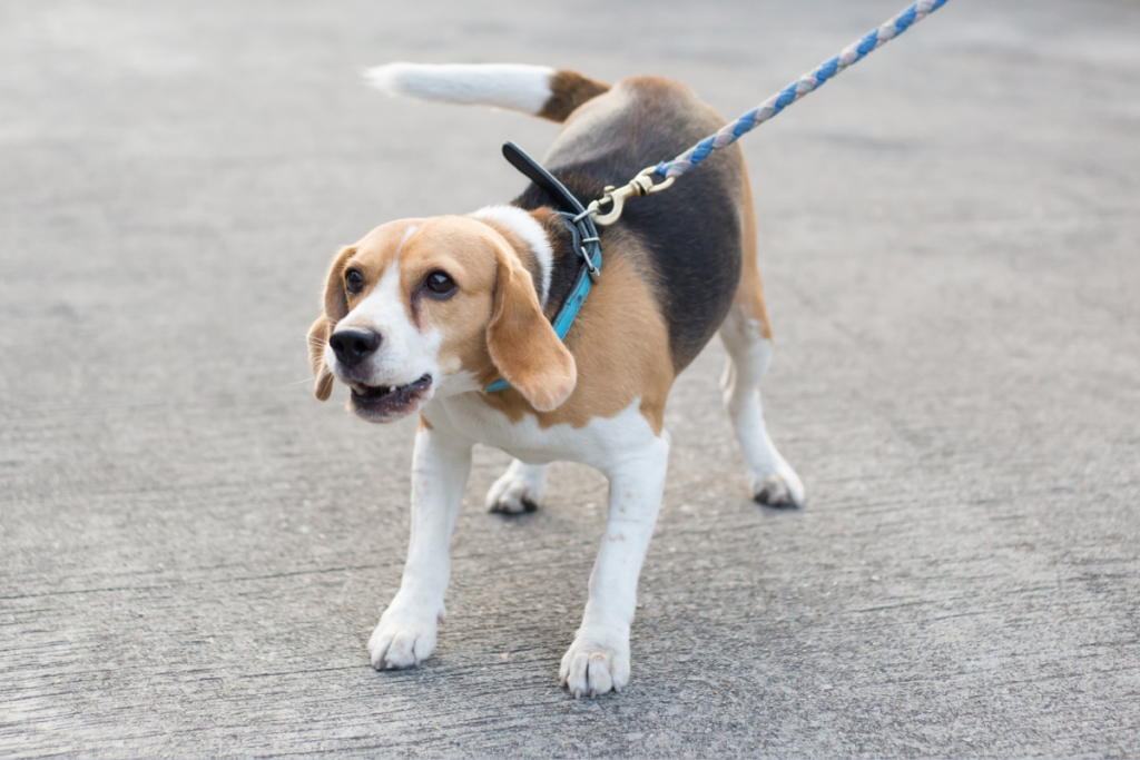 aggressive dog beagle pulls at leash