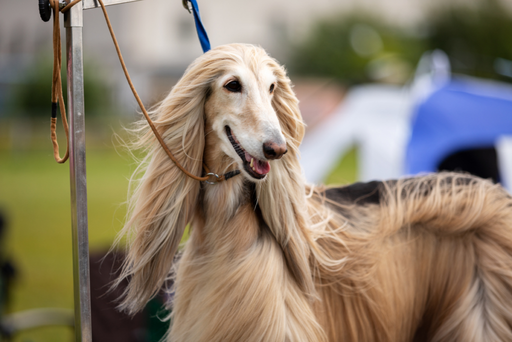 afghan hound at a dog show on a leash