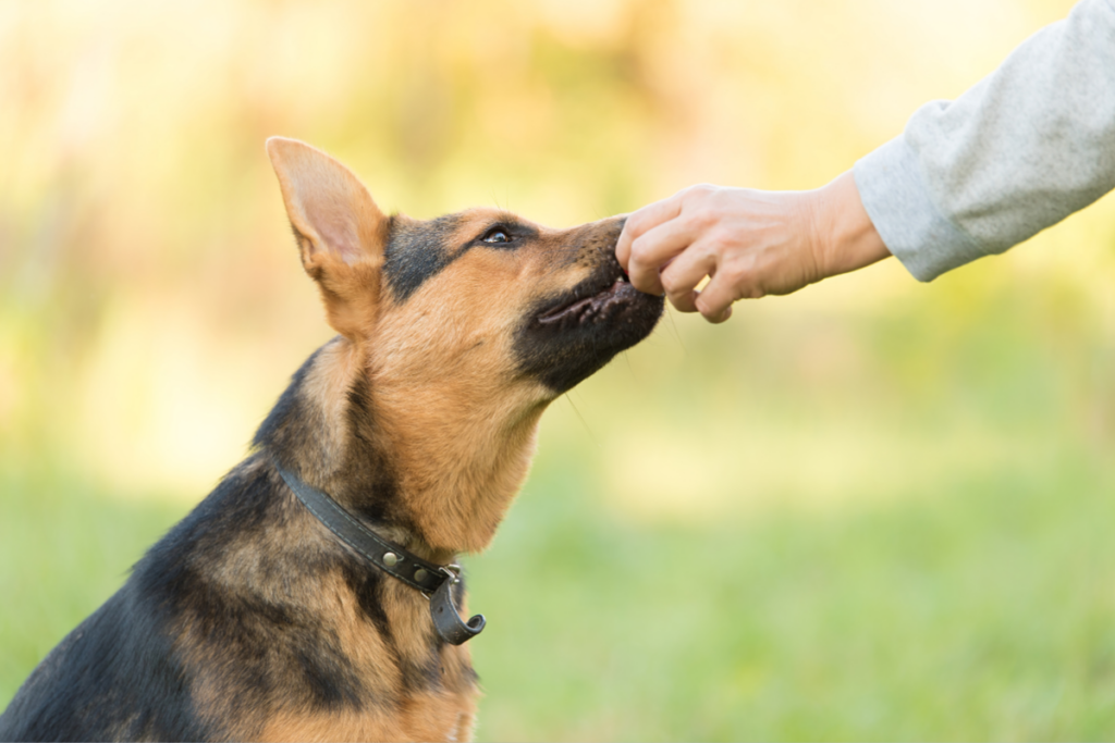 Dog eating blackberry out of person's hand