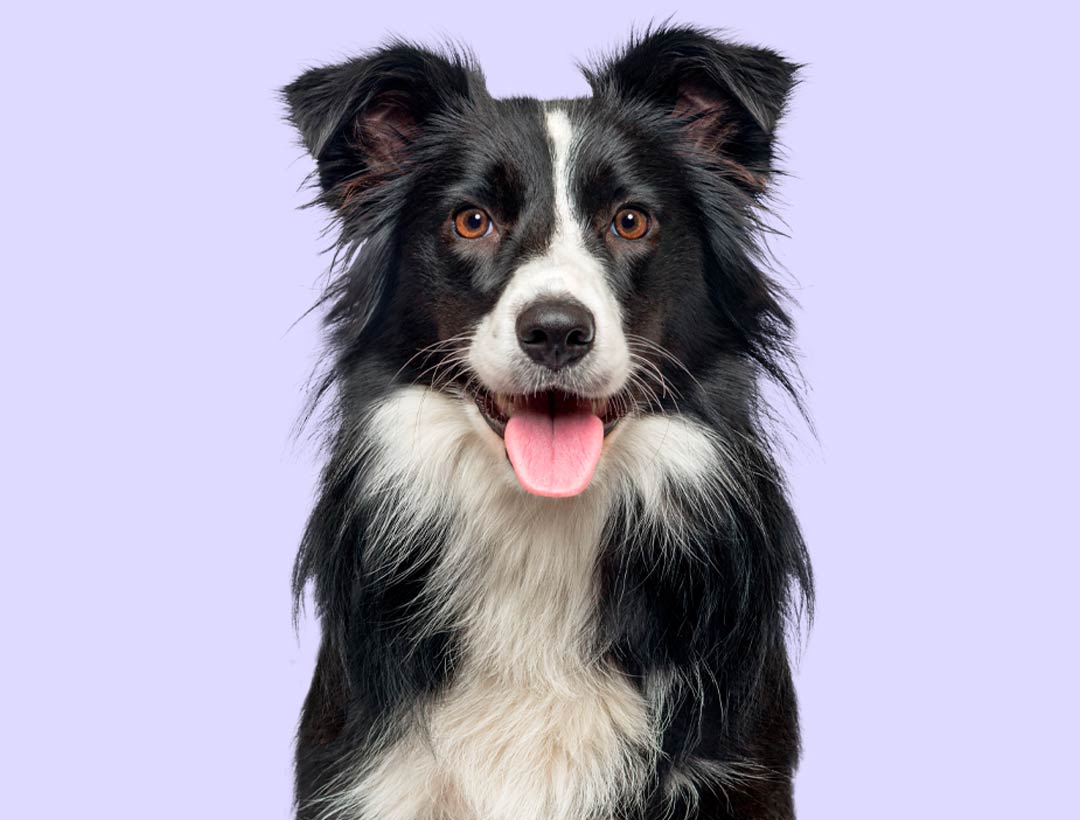 Happy dog on lavender background