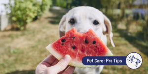What Fruits Are Good for Dogs?