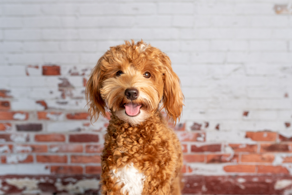 Mini goldendoodle with brick background