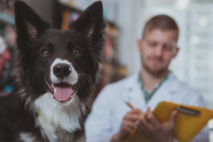 Breakthrough Study Shows Safety of CBD+CBDA Regarding Drug Interactions in Dogs