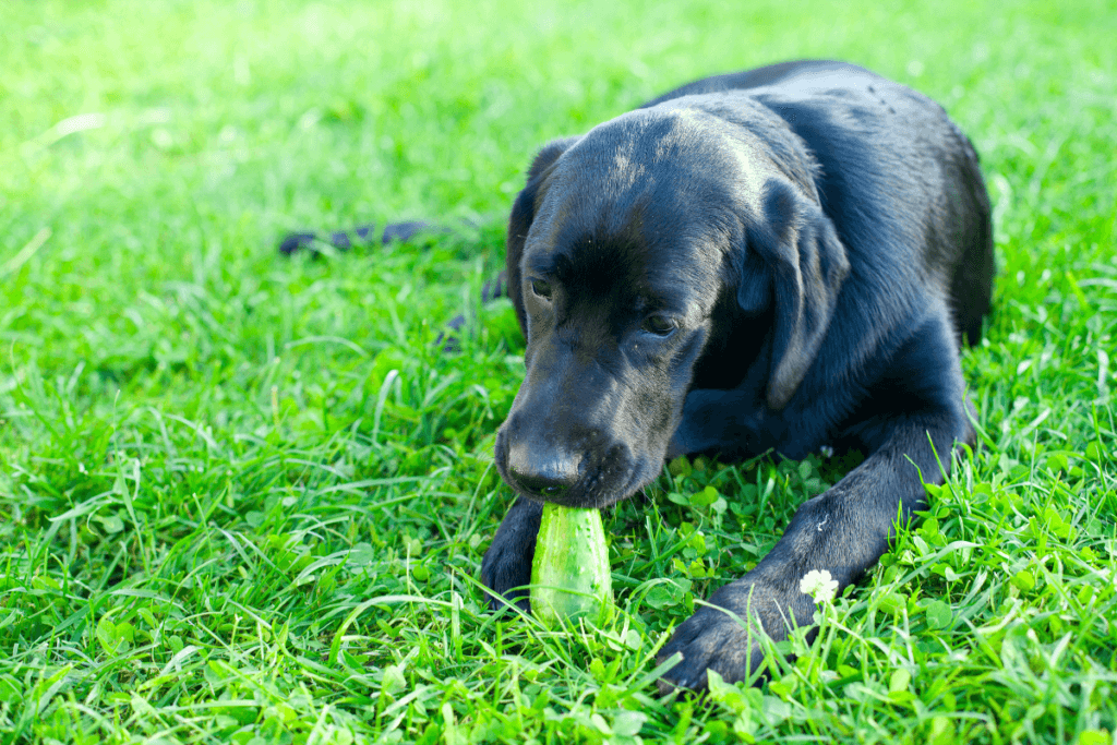 dog eating a cucumber