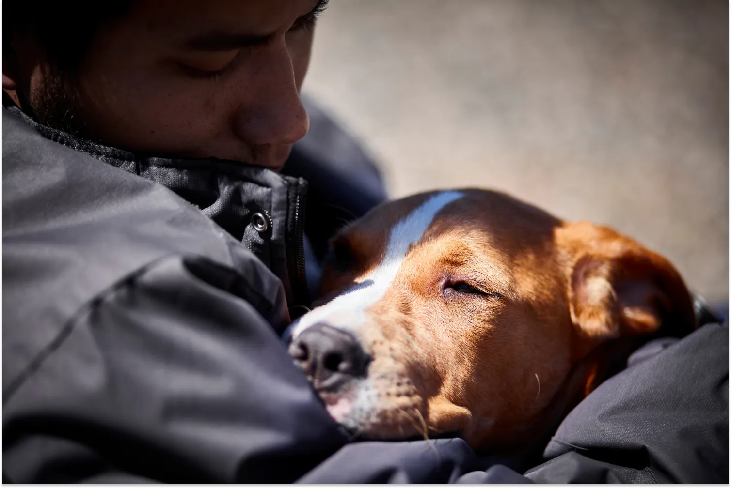 How to Manage Dog PTSD ElleVet Sciences