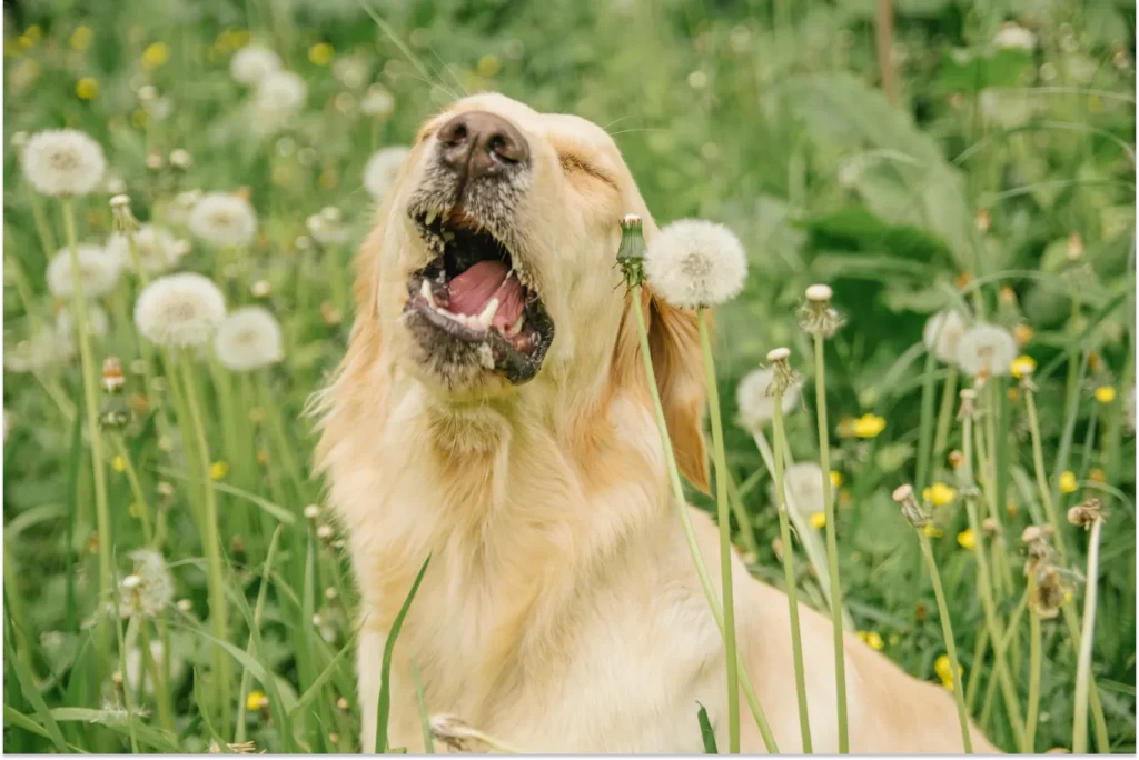 Dog Sneezing in a field of flowers