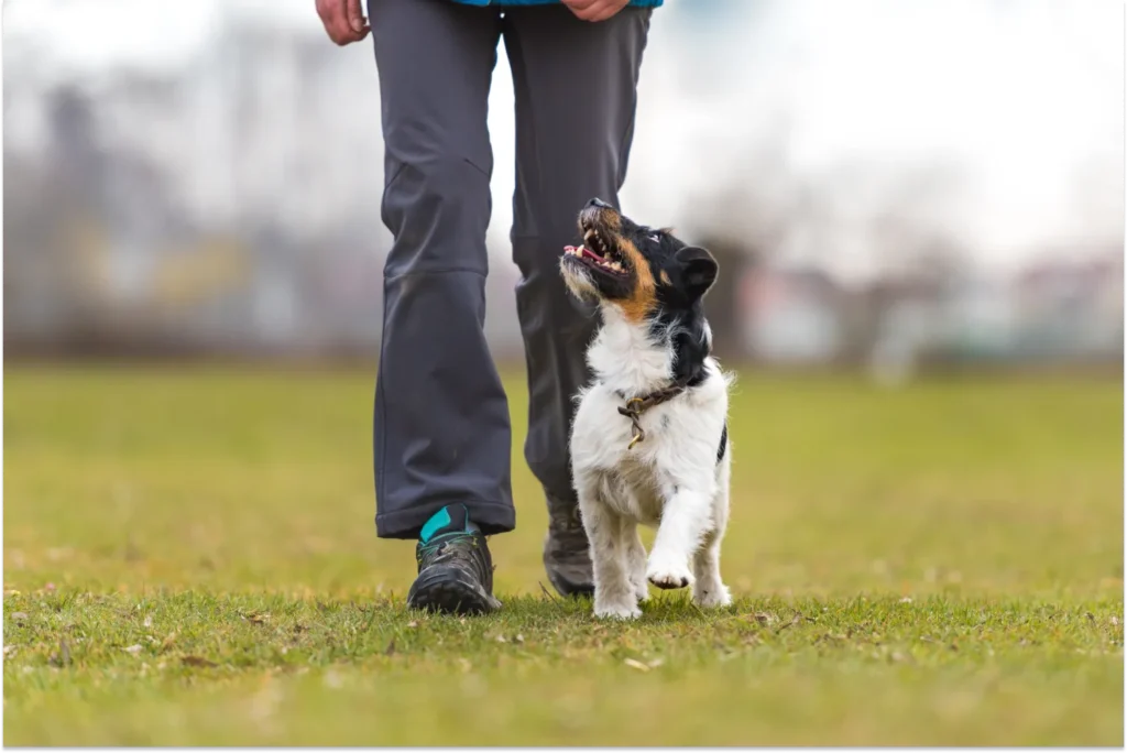 dog listening to a heel command