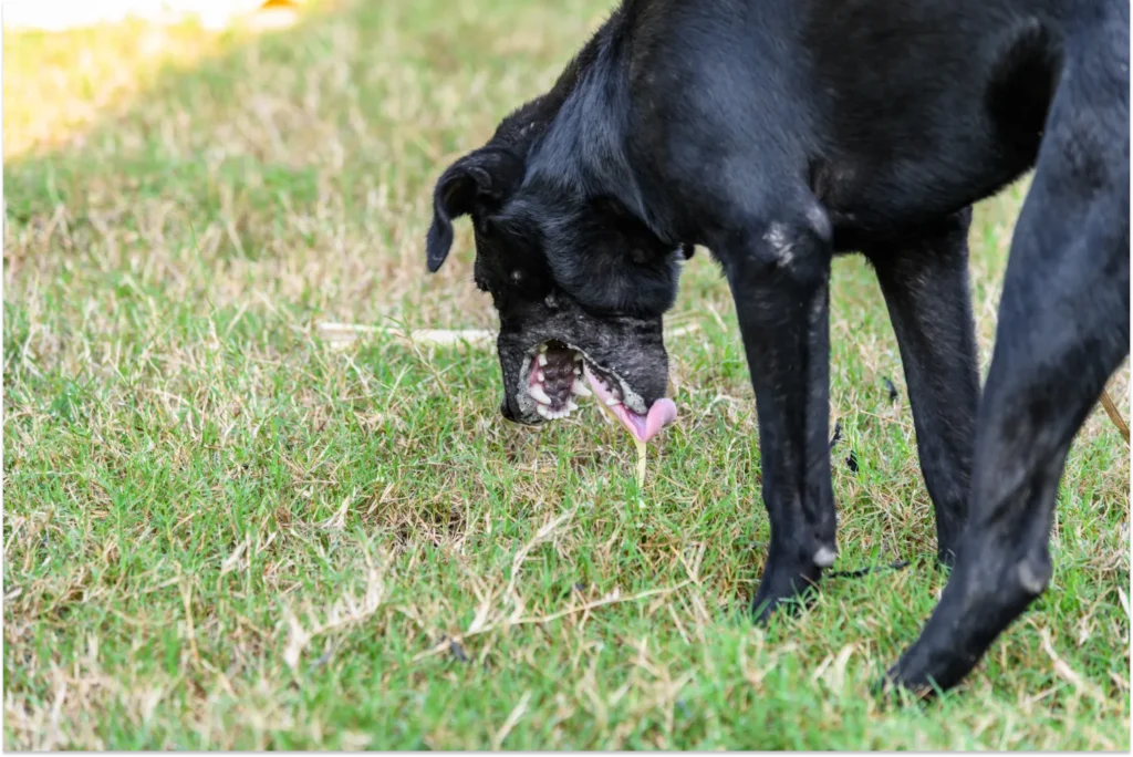 Dog puking in grass