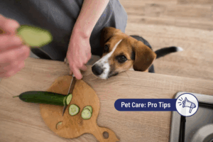 How To Prepare Vegetables for Dogs