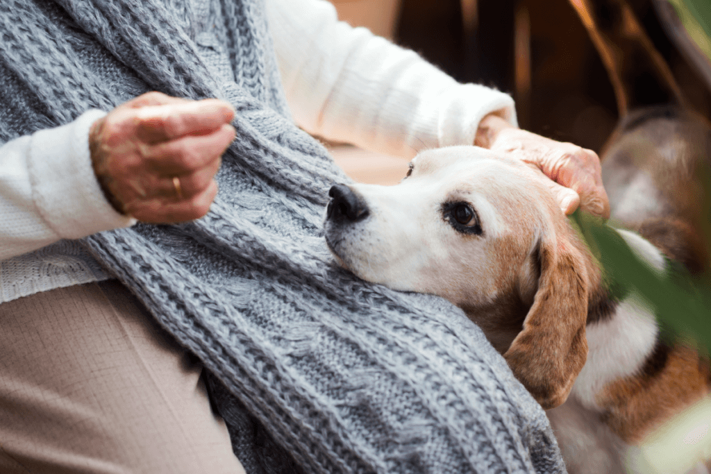 Senior dog with cognitive decline resting head on old woman's leg