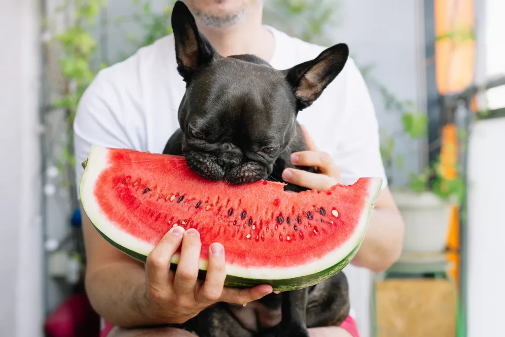 Is It Okay for Dogs To Eat Watermelon?