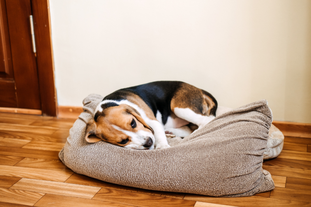 Puppy that is sick from throwing up laying on a dog bed