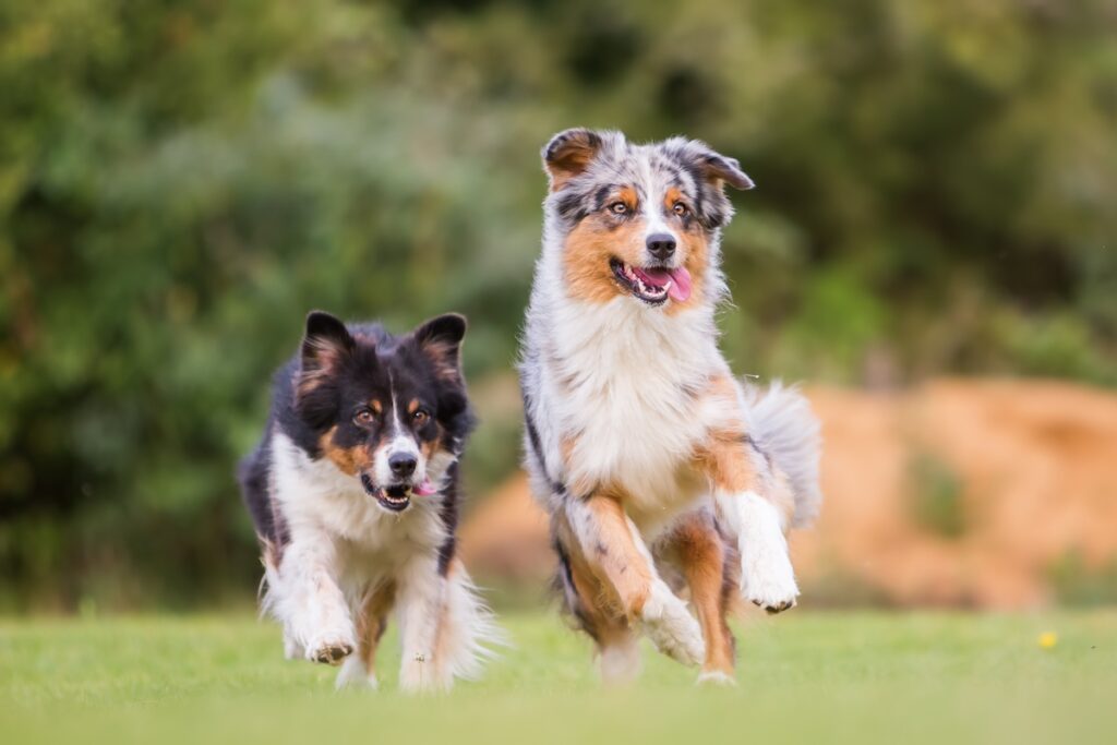 dog herding another dog, both are herding breeds: australian shepherd and a boarder collie