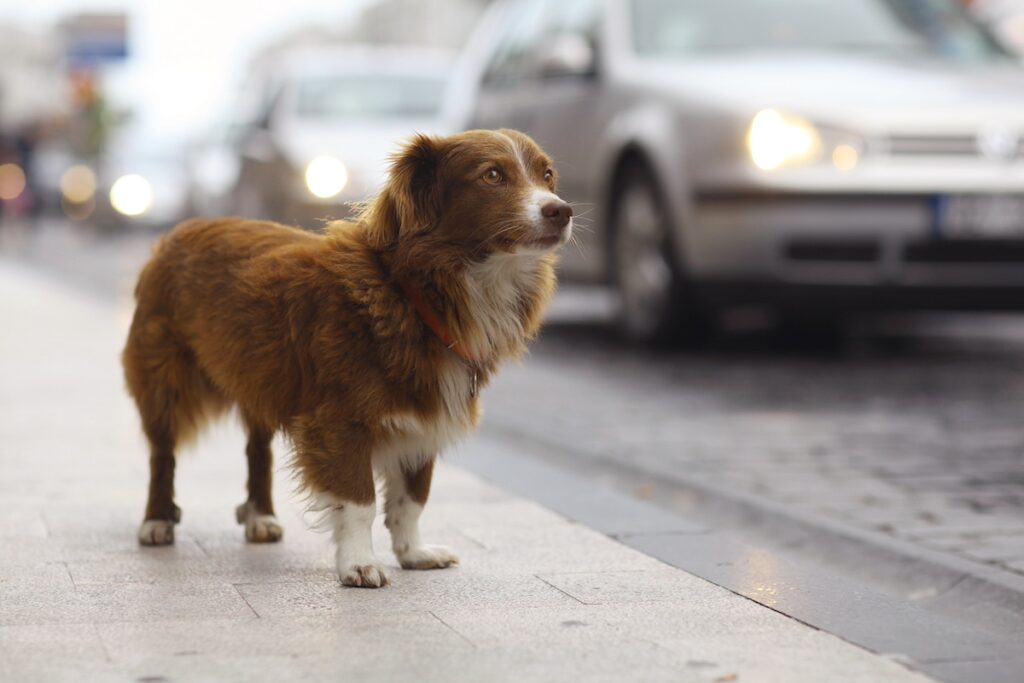 Lost dog Australian shepherd roaming the streets of New York City
