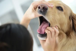 Ask a Vet: Do Dental Chews for Dogs Work?