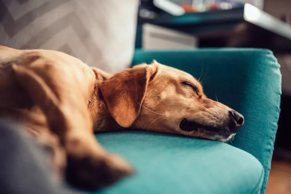 Is It Normal for Dogs To Snore?