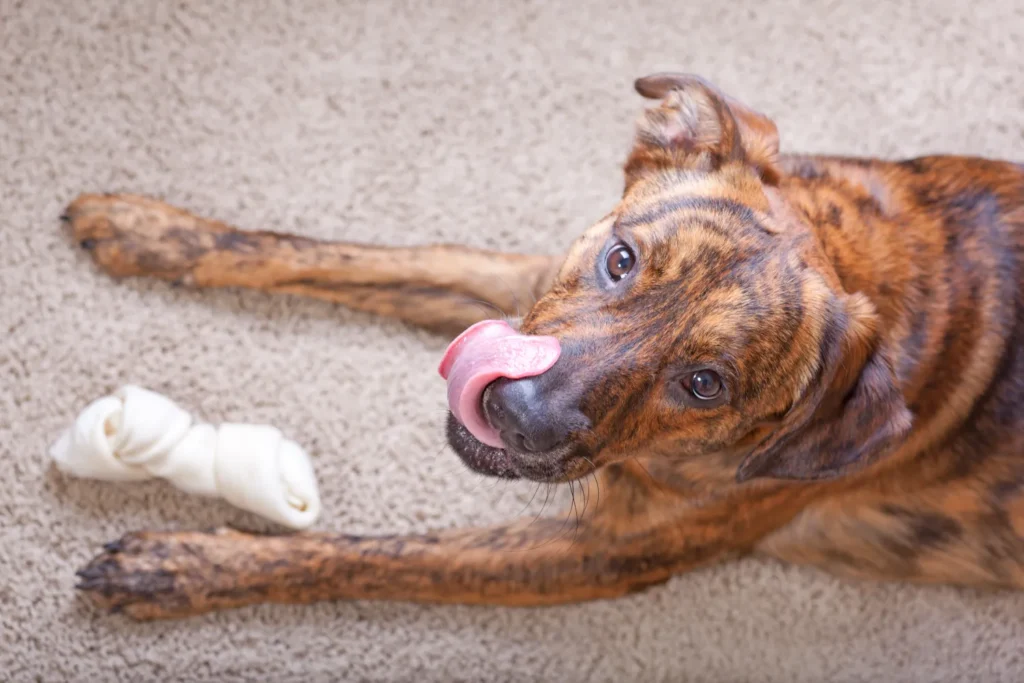 Are Rawhides Bad for Dogs?