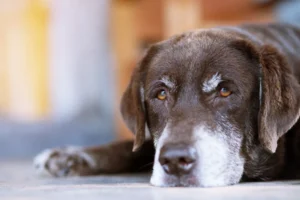 What To Do When Your Dog Is Dying at Home