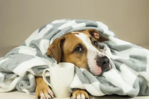 What to Know about the New Dog Respiratory Illness