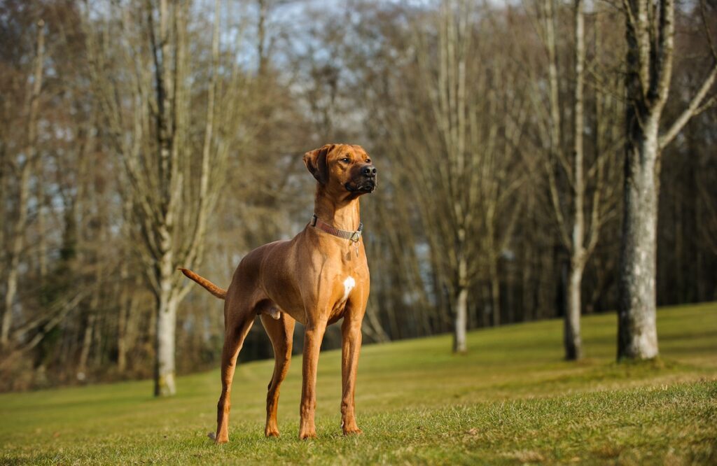 confident Rhodesian ridgeback dog in a field with trees