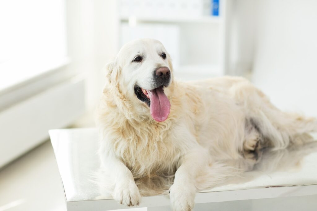 dog with laryngeal paralysis at the vet