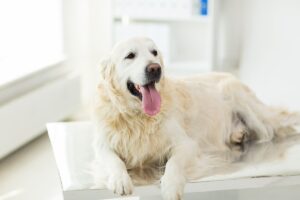 Laryngeal Paralysis in Dogs
