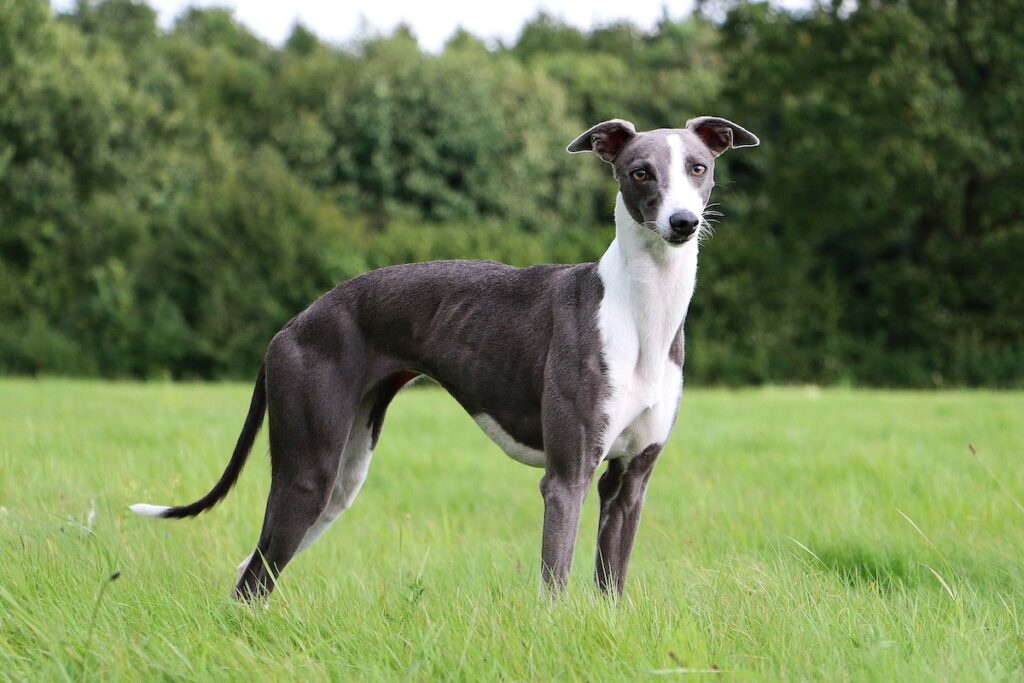 whippet, a cat-like dog breed for cat people, standing in a field of grass
