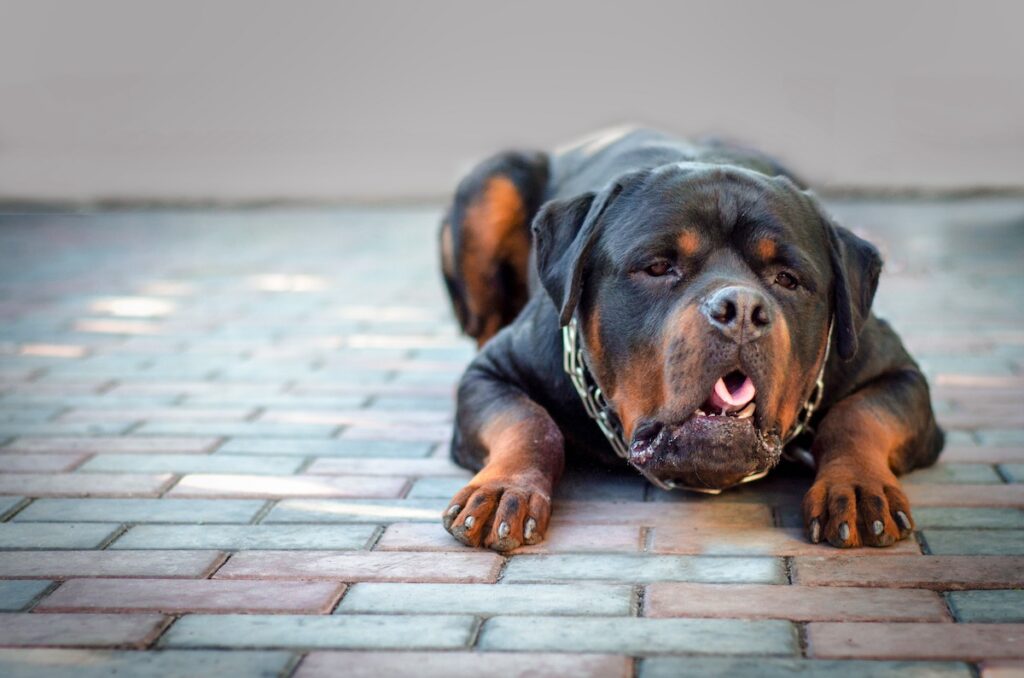 Rottweiler with acid reflux laying down