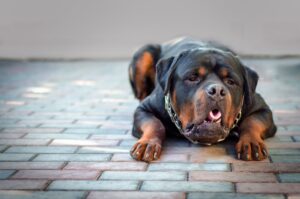 Acid Reflux in Dogs