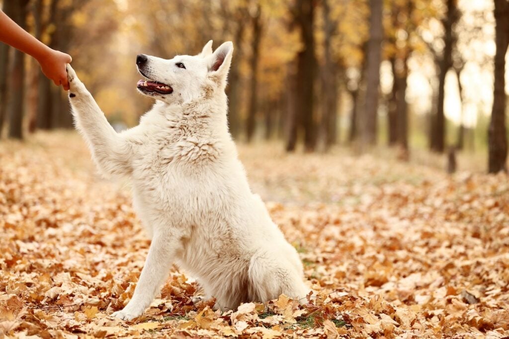 Dog shaking human's hand with dominant paw