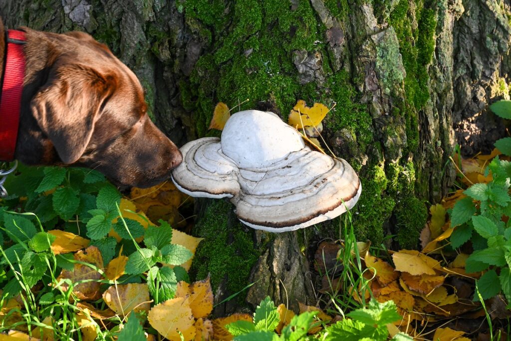 Dog sniffing and eating a wild mushroom on a tree
