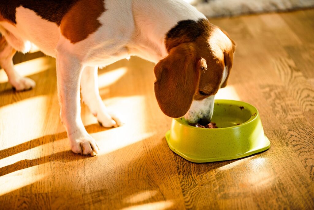 dog eating tuna out of a bowl