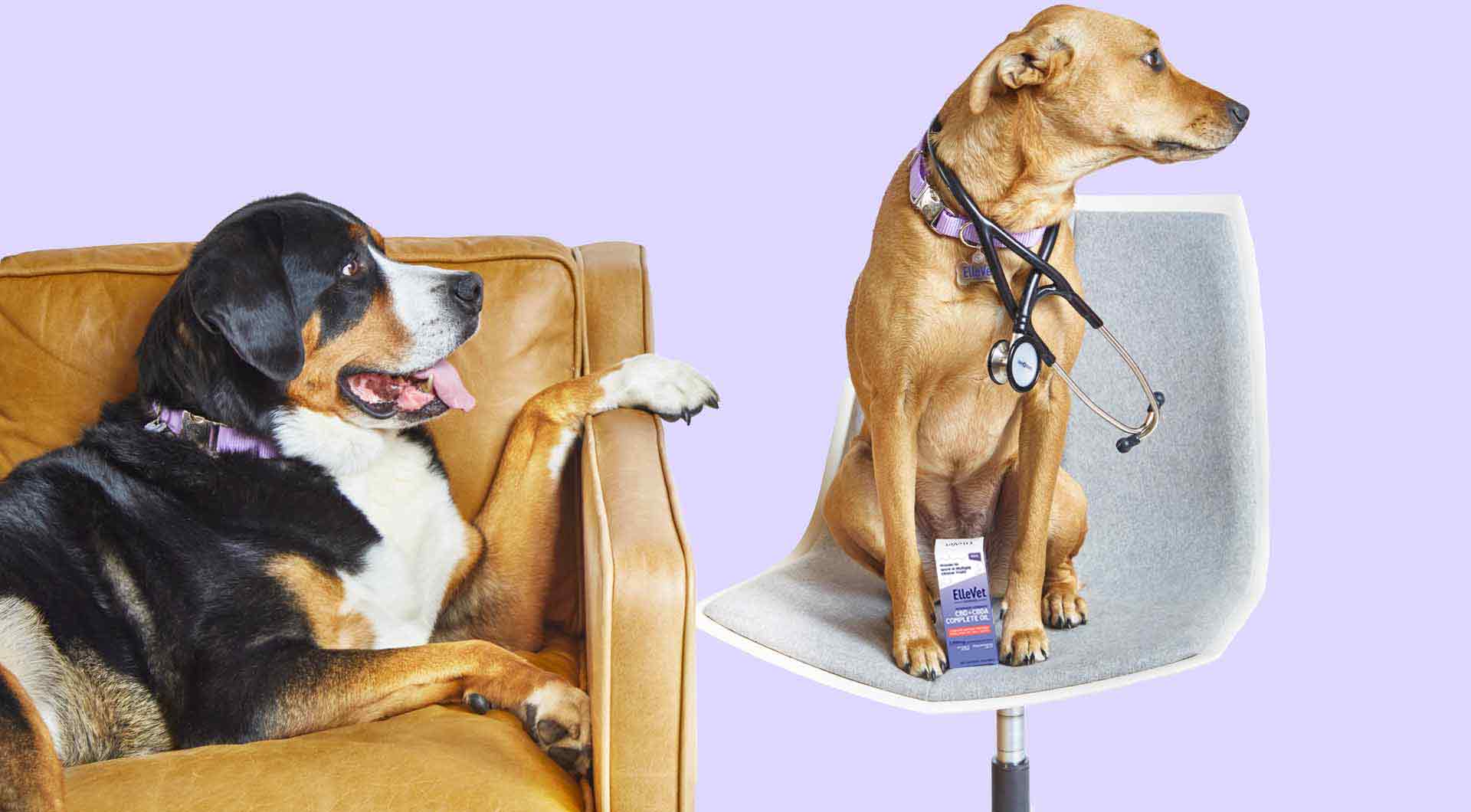 Large dog on couch, medium dog with stethoscope on chair with ElleVet Oil box