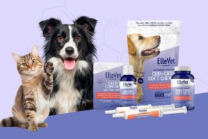New Clinical Studies Demonstrate Efficacy of ElleVet Sciences’ CBD + CBDA  for Expanded List of Pet Health Conditions 