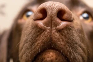 Crusty Dog Nose? How To Treat Hyperkeratosis