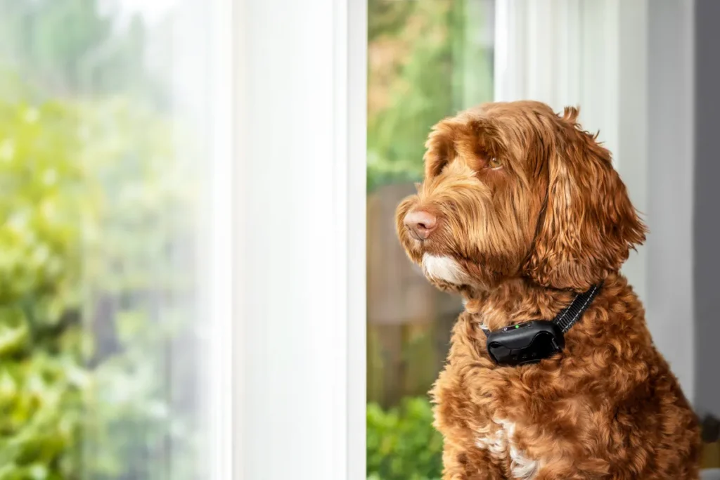 Dog looking out of the window with a bark collar on