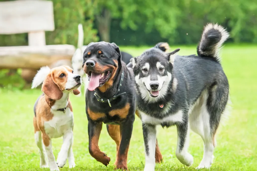 Dogs playing at the dog park