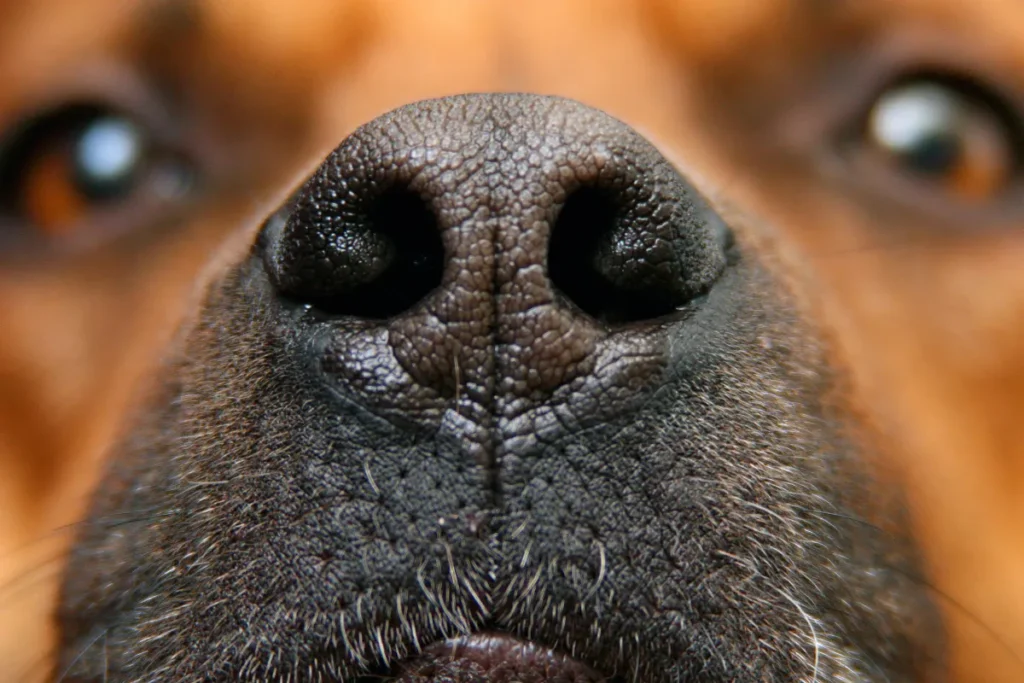 close up of a dogs nose