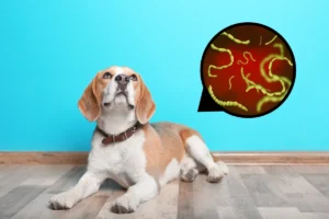 Tapeworm Symptoms in Dogs
