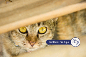 Why Cats Hide and When You Should Be Concerned