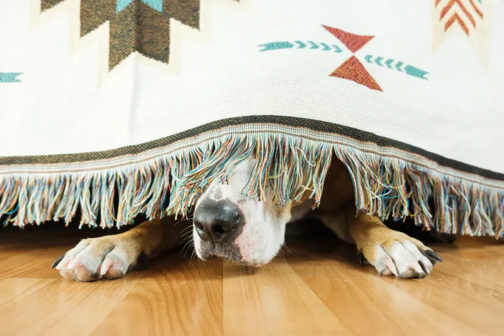 What can i give shop my dog for anxiety