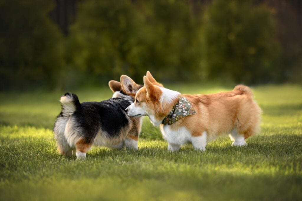 Two corgi dogs communicating by sniffing each other