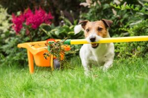Spring Cleaning With Pets 