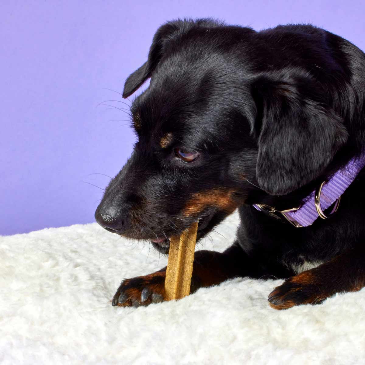 Dog chewing ElleVet Hemp CBG Dental Stick