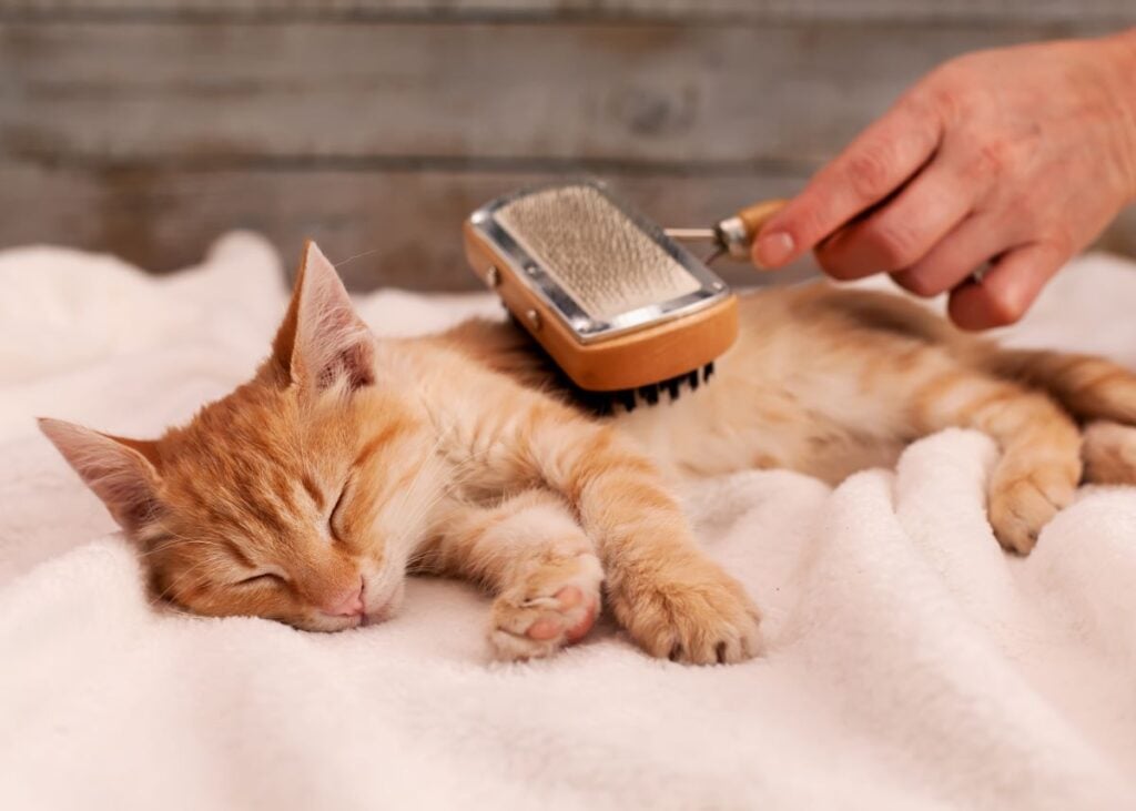 cat getting groomed with a person holding a brush. orange cat.